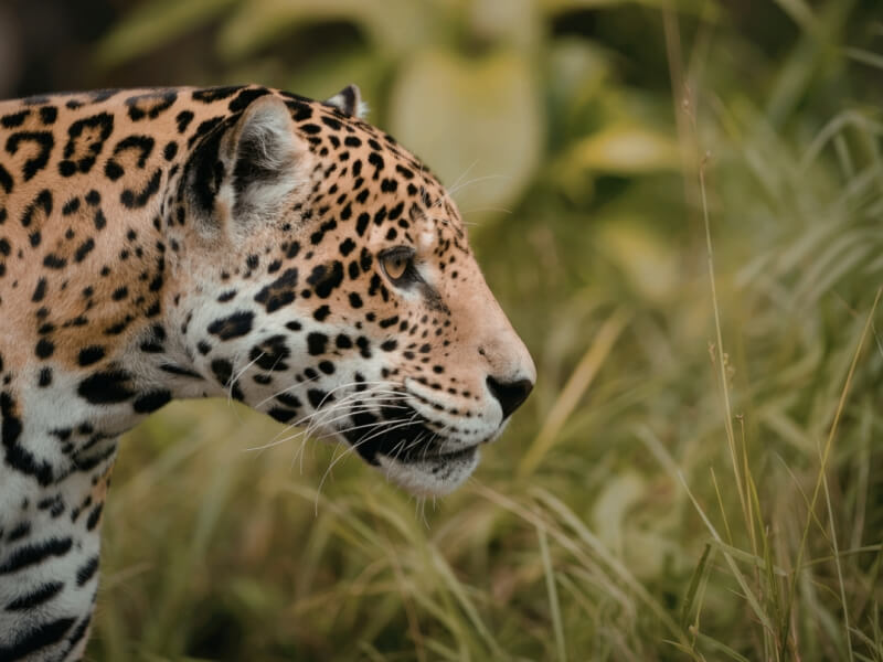 Livingstone & Lower Zambezi
