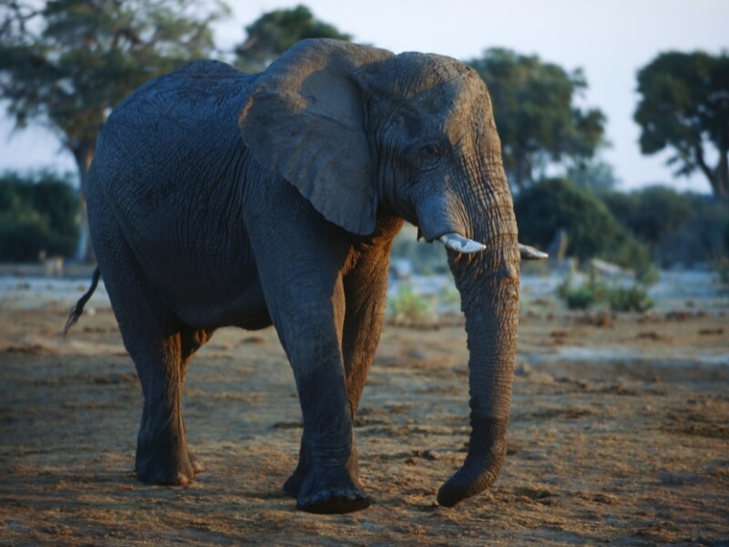 Victoria Falls & Hwange