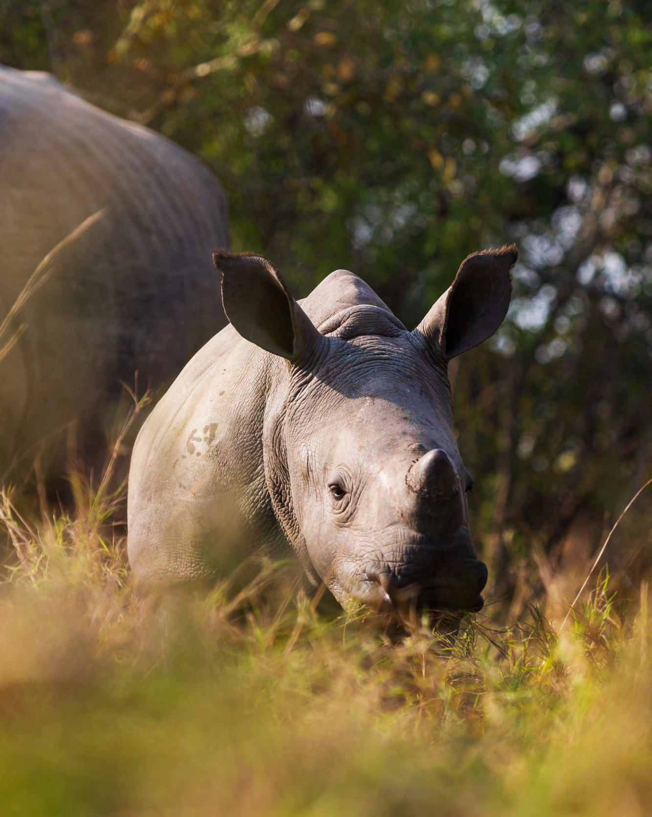 Livingstone & Chobe PDF Image 1