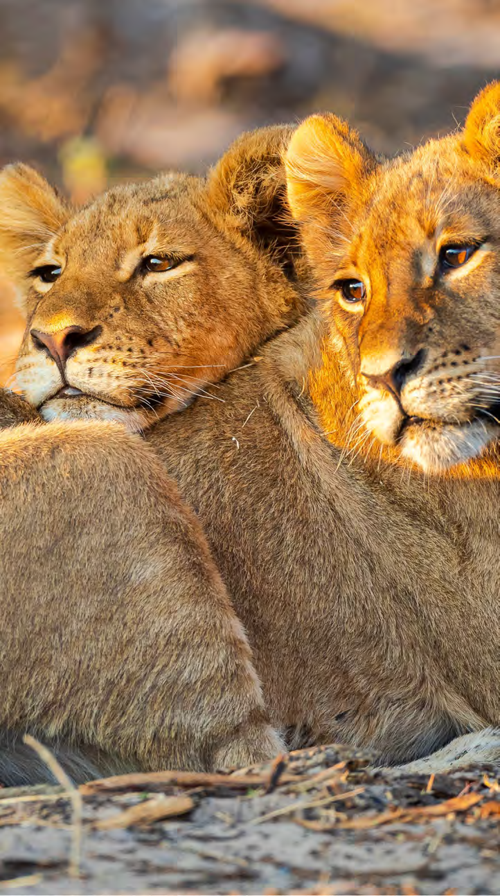 Livingstone & Chobe PDF Image 10