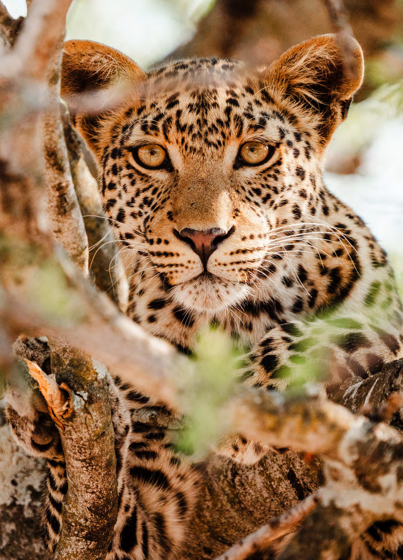 Livingstone & Lower Zambezi PDF Image 1