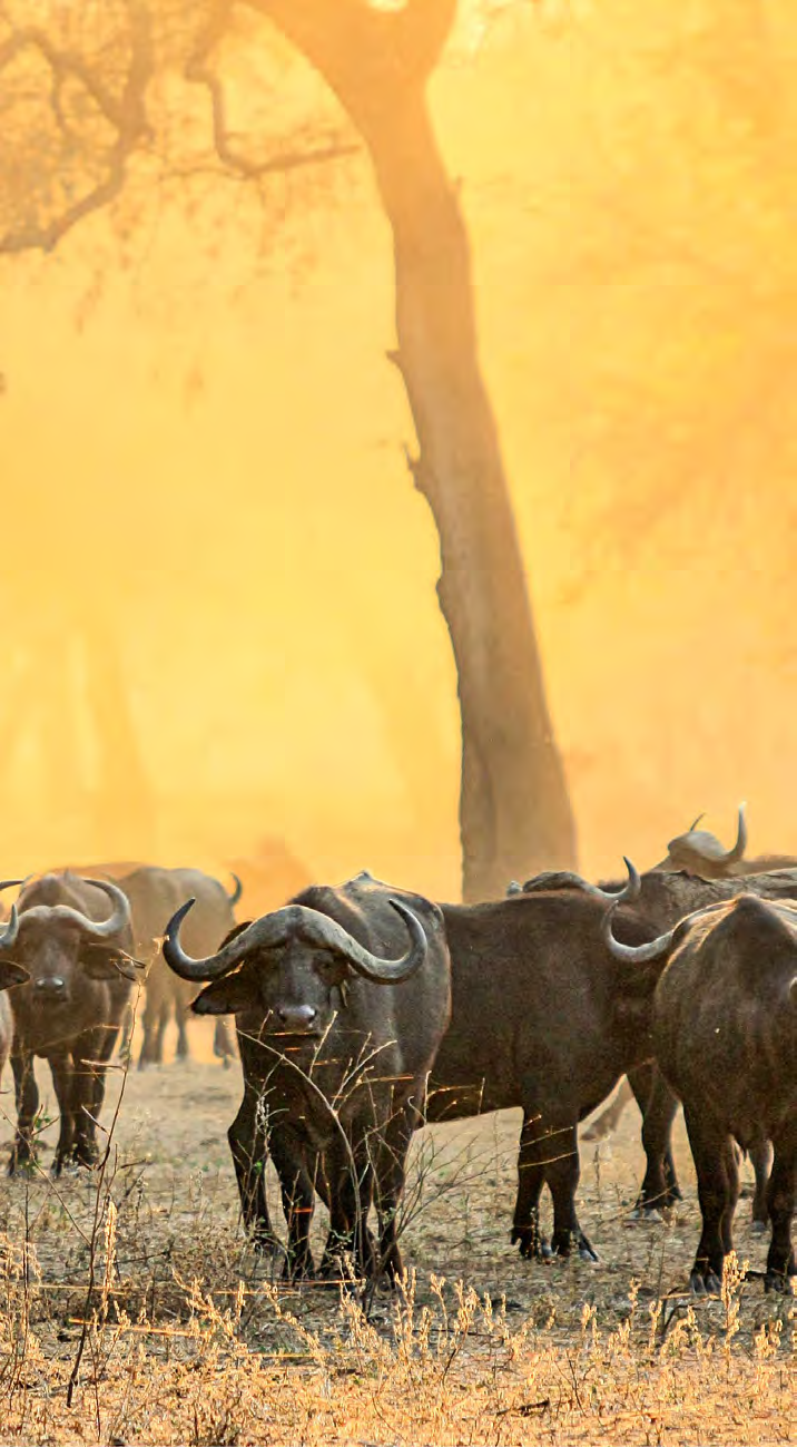 Livingstone & Lower Zambezi PDF Image 10