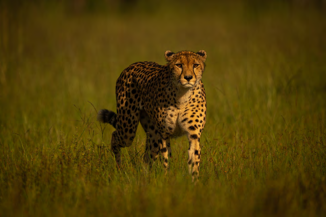 Victoria Falls & Hwange PDF Image 3