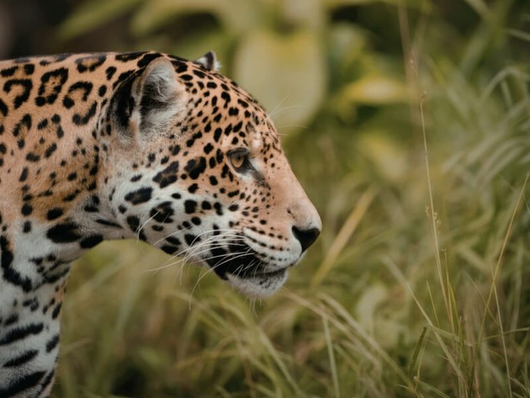 Lower Zambezi and Victoria Falls cross-border safari — Zimbabwe and Zambia